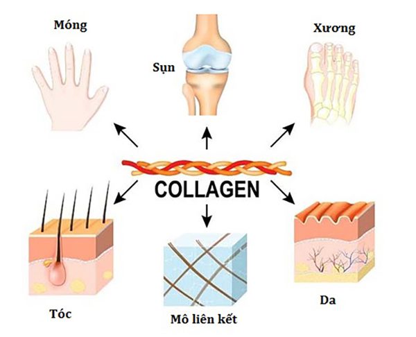 hao hụt collagen